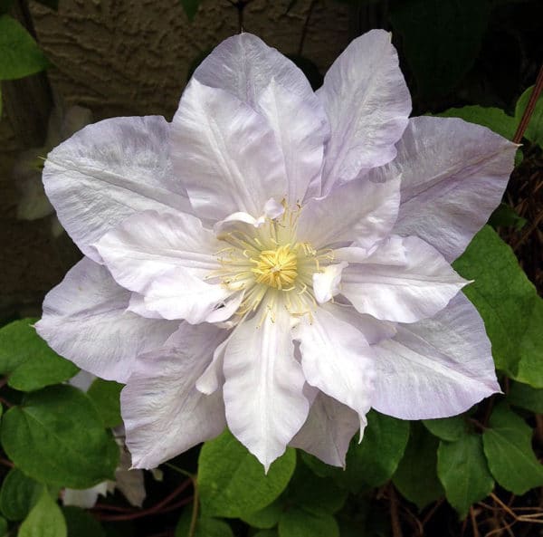 Clematis